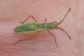 Attēlu rezultāti vaicājumam “Myrmus miriformis”