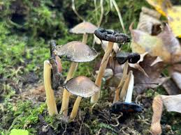 Image result for coprinus