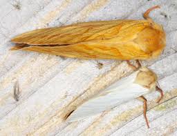 Attēlu rezultāti vaicājumam “Hepialus humuli male”