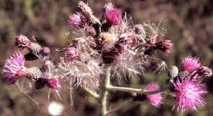 Attēlu rezultāti vaicājumam “Cirsium palustre flower”