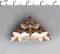 Attēlu rezultāti vaicājumam “Euphyia unangulata”