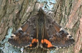 Attēlu rezultāti vaicājumam “Archiearis parthenias”