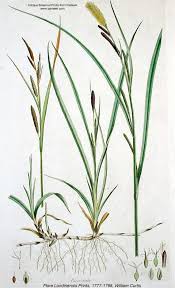 Attēlu rezultāti vaicājumam “Carex nigra”