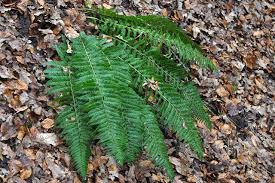 Attēlu rezultāti vaicājumam “Polystichum aculeatum”
