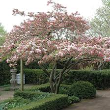 Attēlu rezultāti vaicājumam “Malus x zumi”