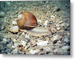 Attēlu rezultāti vaicājumam “Helicidae”