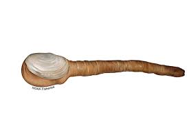 Image result for geoduck