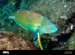 Image result for Halichoeres radiatus