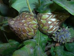 Attēlu rezultāti vaicājumam “Andricus foecundatrix”