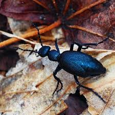 Attēlu rezultāti vaicājumam “Meloe sp.”