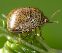 Attēlu rezultāti vaicājumam “Cribraria sp.”