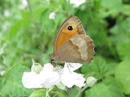 Attēlu rezultāti vaicājumam “Maniola jurtina female”