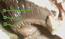 The Freshwater Drum Digestive System