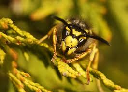 Attēlu rezultāti vaicājumam “Vespula germanica”