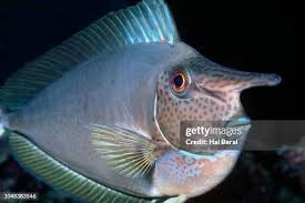 Image result for Naso lituratus