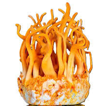 Attēlu rezultāti vaicājumam “Cordyceps militaris”