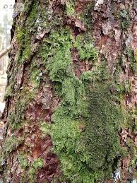 Attēlu rezultāti vaicājumam “Lejeunea cavifolia”