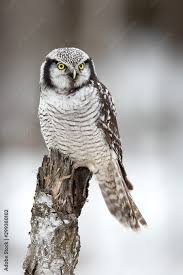 Image result for Surnia ulula