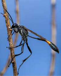 Attēlu rezultāti vaicājumam “Ammophila sp.”