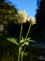 Attēlu rezultāti vaicājumam “Trifolium montanum”