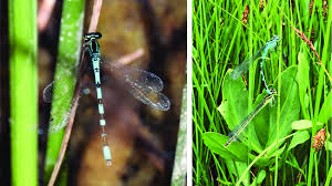 Attēlu rezultāti vaicājumam “Coenagrion hastulatum”