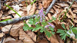 Attēlu rezultāti vaicājumam “Corydalis solida fruit”