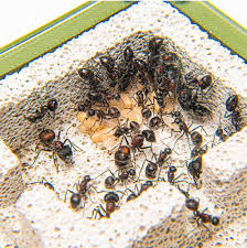 Image result for ytong ants