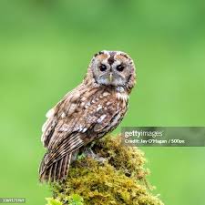 Image result for Strix aluco