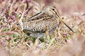 Attēlu rezultāti vaicājumam “Gallinago gallinago”