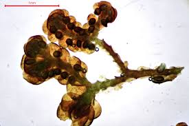 Attēlu rezultāti vaicājumam “Frullania fragilifolia”