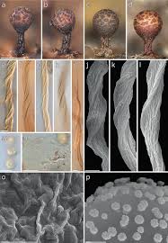 Attēlu rezultāti vaicājumam “Badhamia lilacina sessile”