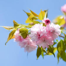 Attēlu rezultāti vaicājumam “Prunus (sakura)”