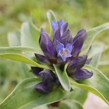 Attēlu rezultāti vaicājumam “Gentiana cruciata bud”