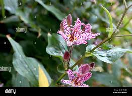 Image result for Tricyrtis `Black Beauty`