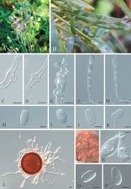 Attēlu rezultāti vaicājumam “Hieracium umbellatum”