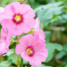 Image result for Stockrose