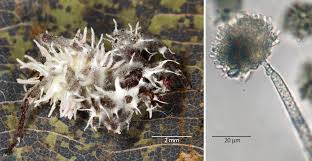 Attēlu rezultāti vaicājumam “Torrubiella arachnophila”