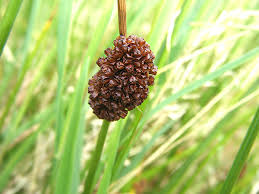 Attēlu rezultāti vaicājumam “Juncus conglomeratus”