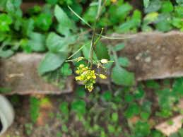 Attēlu rezultāti vaicājumam “Rorippa palustris leaf”