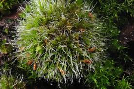 Attēlu rezultāti vaicājumam “Grimmia pulvinata”