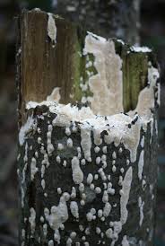 Attēlu rezultāti vaicājumam “Junghuhnia nitida”