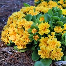 Attēlu rezultāti vaicājumam “Primula x margotae flower”