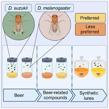 Attēlu rezultāti vaicājumam “Drosophila melanogaster”