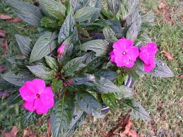 Attēlu rezultāti vaicājumam “Balsaminaceae”