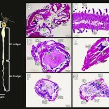 Attēlu rezultāti vaicājumam “Silpha obscura larva”