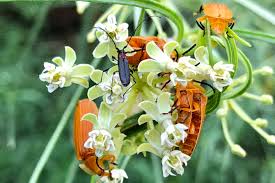 Attēlu rezultāti vaicājumam “Cribraria rubiginosa macro”