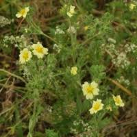 Image result for Rubus sectio