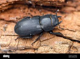 Attēlu rezultāti vaicājumam “Dorcus parallelopipedus”