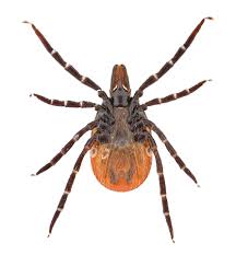 Attēlu rezultāti vaicājumam “Ixodes female”