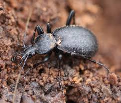 Attēlu rezultāti vaicājumam “Cychrus caraboides”